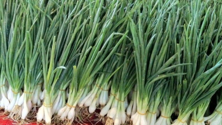 Kolon kanserini önleyebilir! Yeşilsoğanın Faydaları Nelerdir? Yeşil Soğan Hangi Hastalıklara, Neye İyi Gelir?