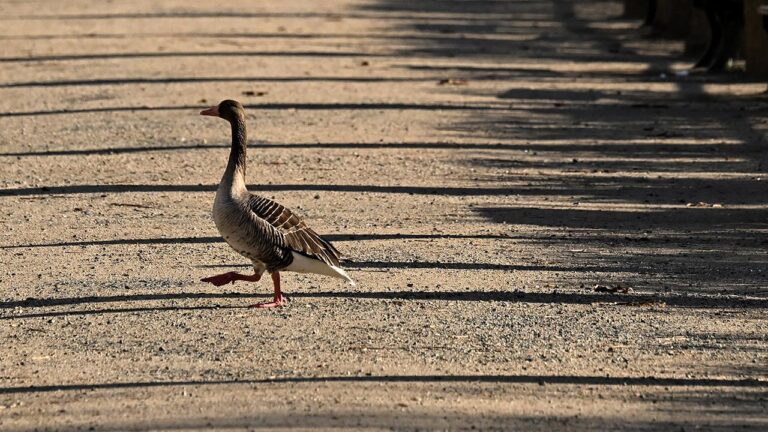 Kanada ordusunda kaz alarmı: Karargahı istila ettiler